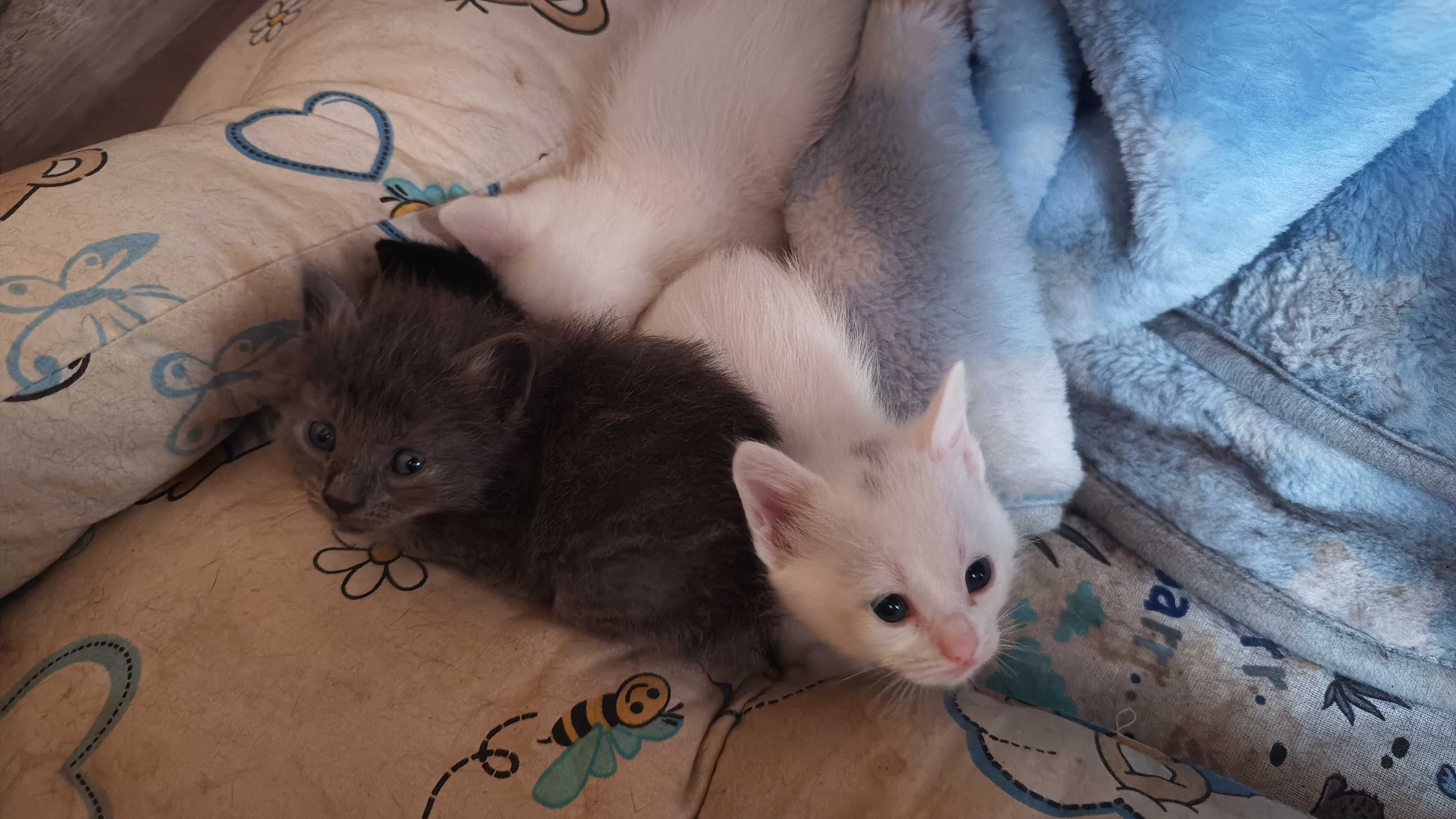 Котенца породисти са..