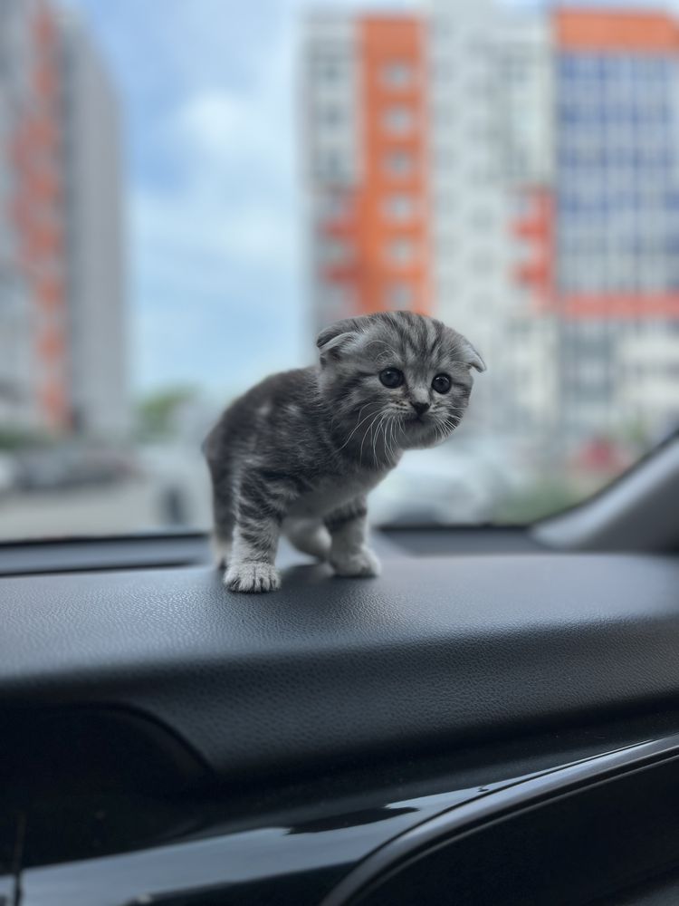 Котята шотландское