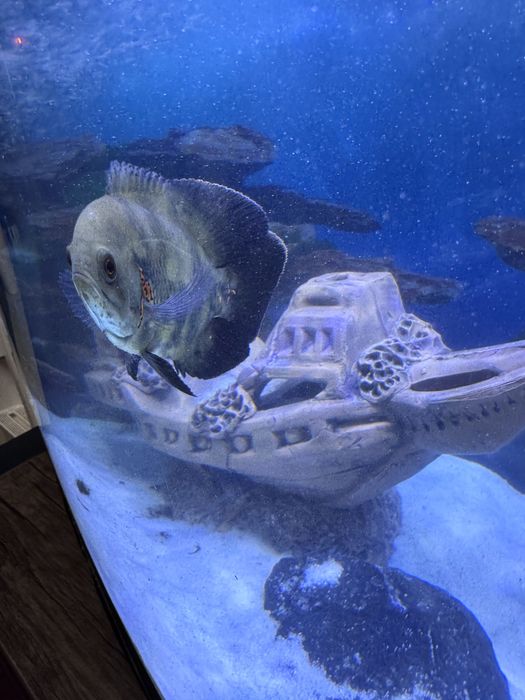Oscar Astronotus