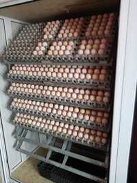 Инкубационное яйцо бройлера.