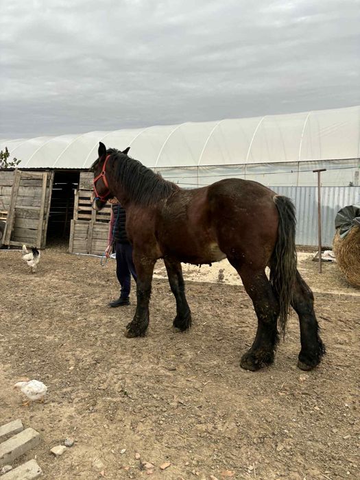 Vând sau schimb cal