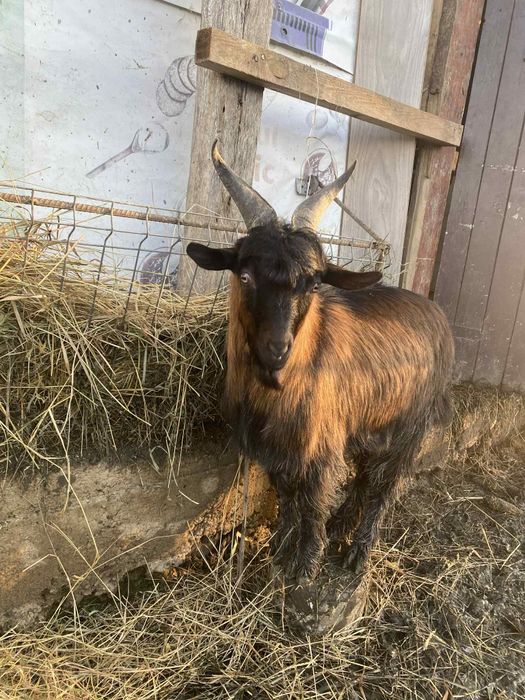 Vand  sau  shimb  tap  alpin  cu  o  capra  buna  de  lapte