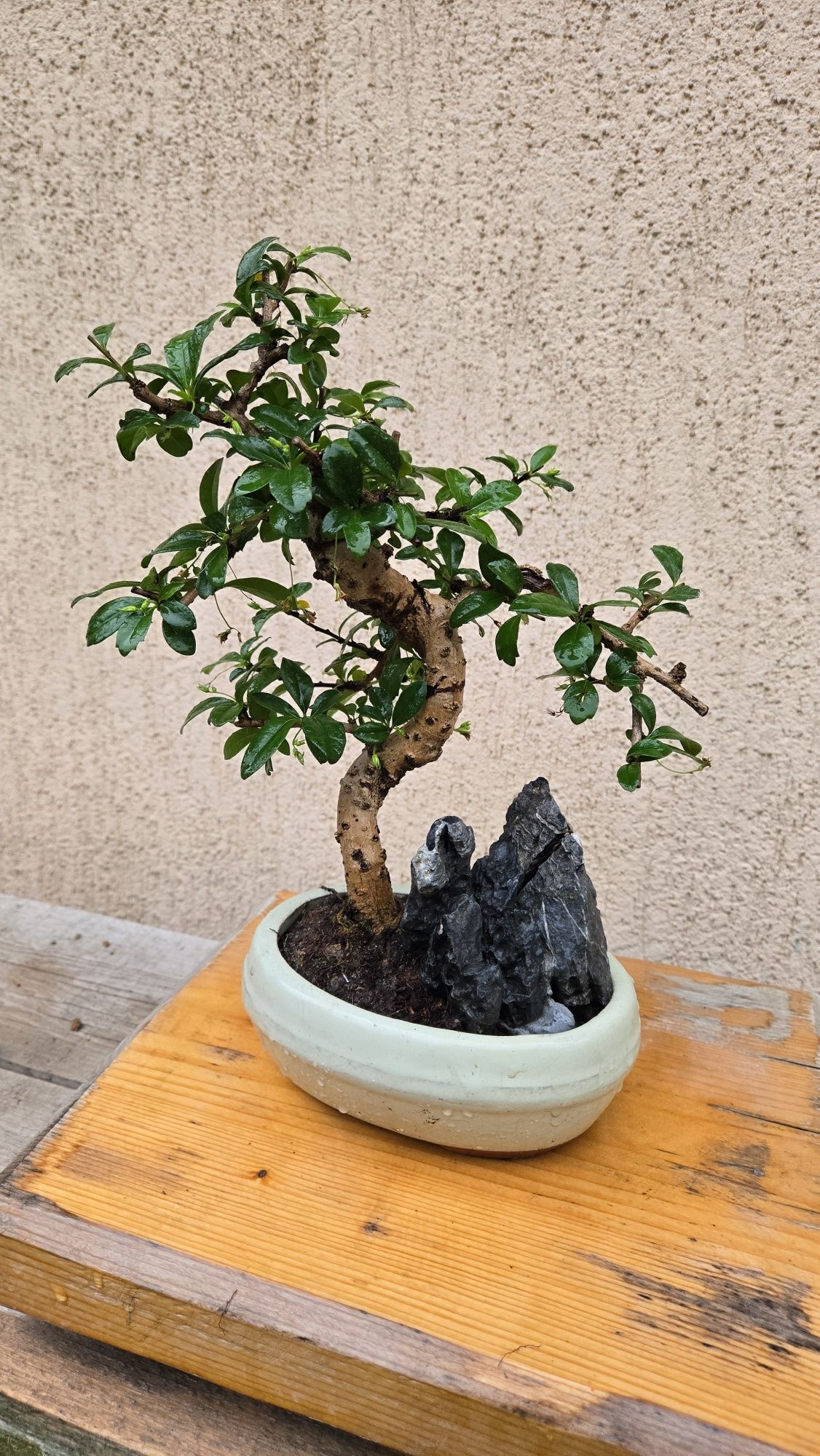 Bonsai Carmona in forma de "S"