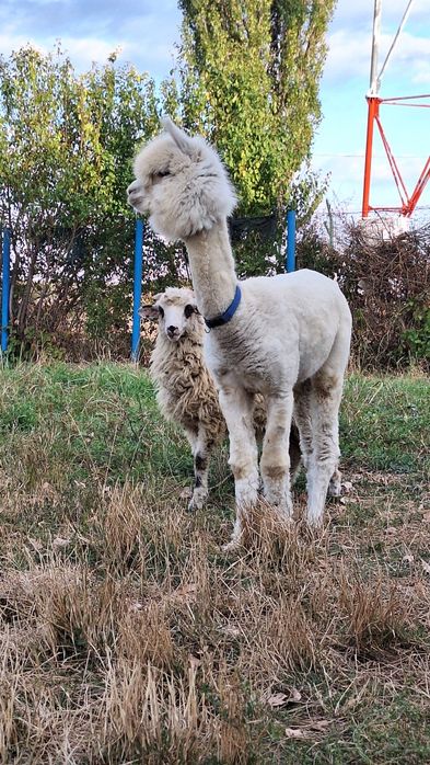 Alpaca, mascul,8 luni