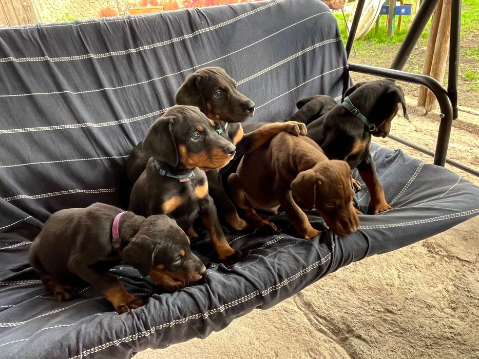 Малки Добермани.