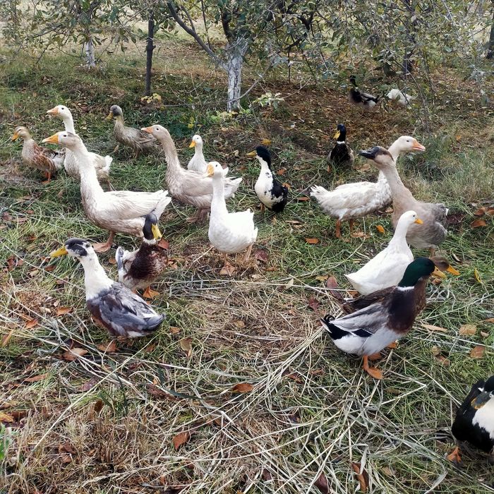 Гоз урдаклар сотилади