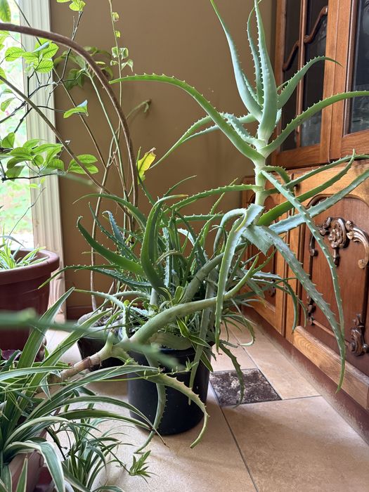 Продаю большие алоэ по 50.000 сум