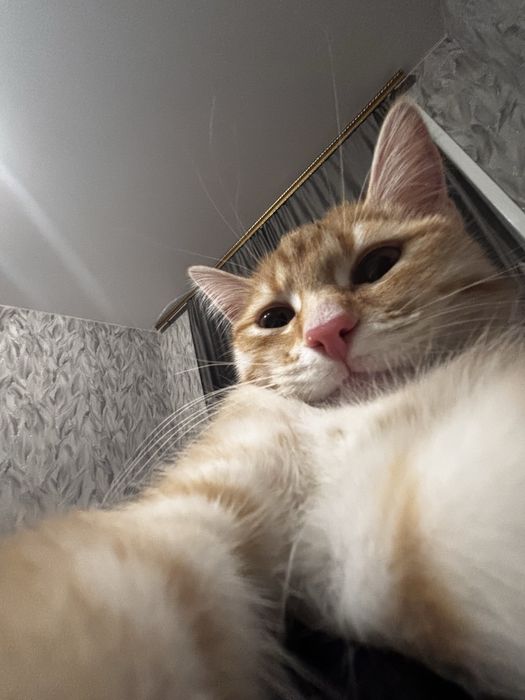 всвязи с переездом,отдам кошечку бесплатно, вместе с лотком и мисками