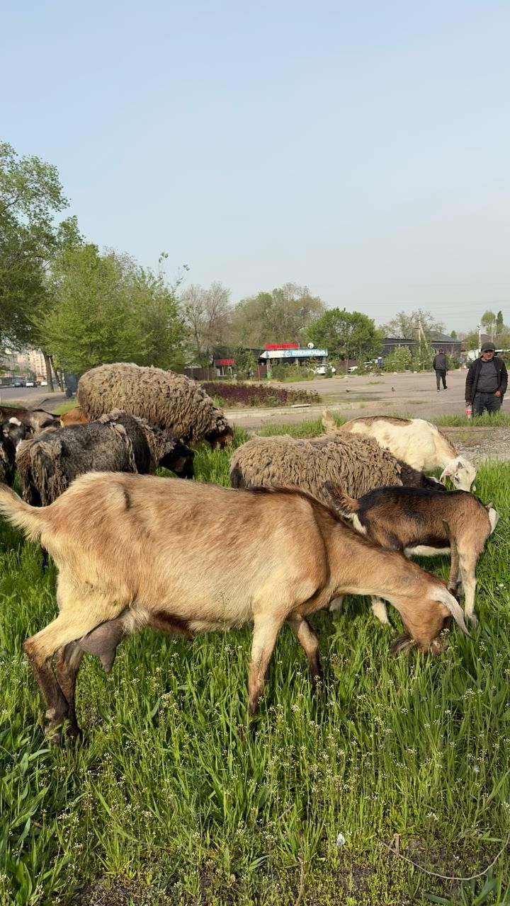 Срочно продам нубийского козу