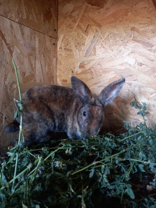 Vând iepuri Rex pitic si Cap de  leu