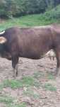 Vaca de vinzare maramures