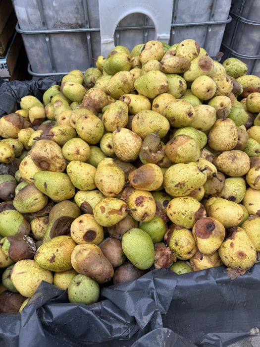 Pere industrie , pere lucas