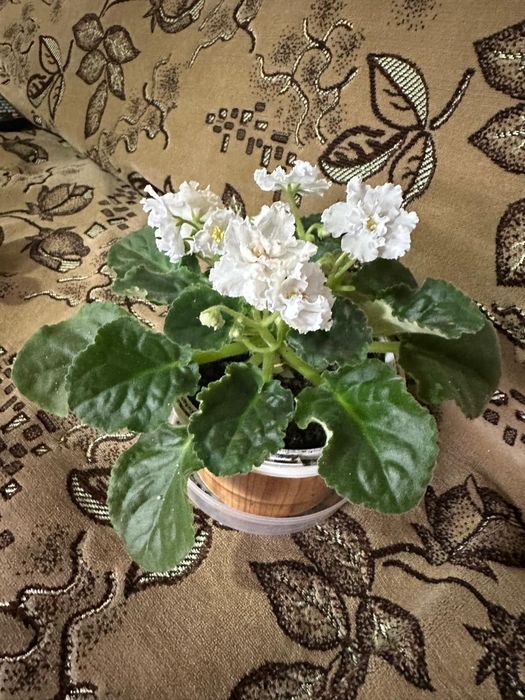 Продам комнатные растения читайте описание!