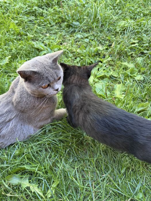 Donez pui de pisica din mama British shorhair