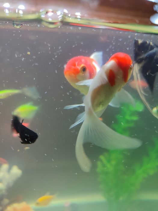 Продаются золотые рыбки по 25 тыс.