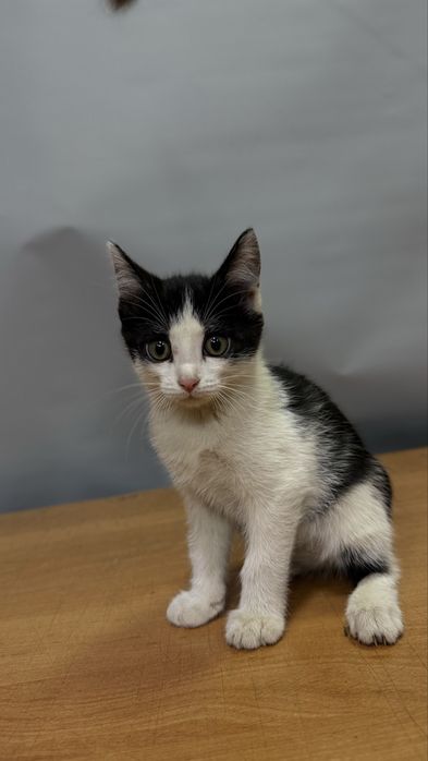 Котята ищут дом!