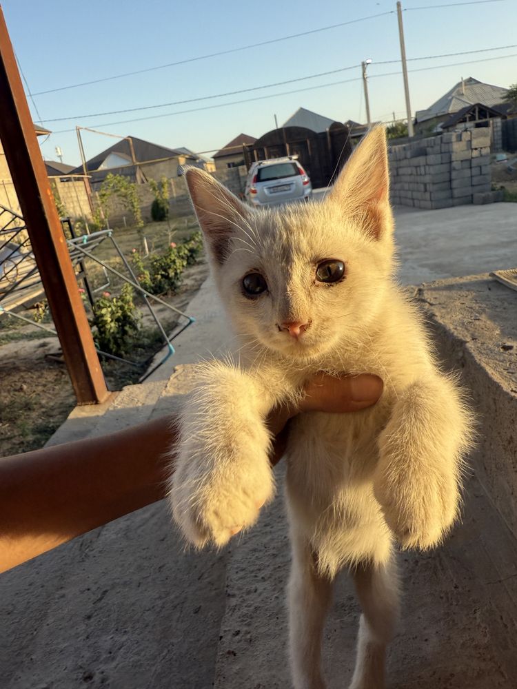 Отдам в добрые руки