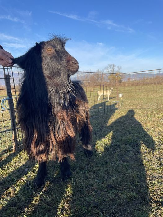 Vand tap bun pentru tinut