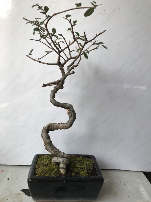 Продам бонсай китайский вяз!