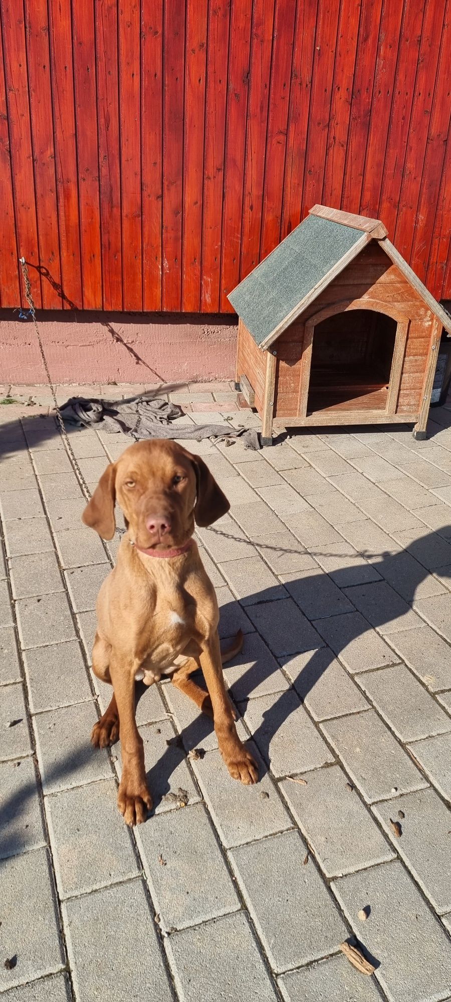 Caine Vizsla Maghiar