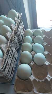 Инкубационное яйцо Легбар, голубое яйца