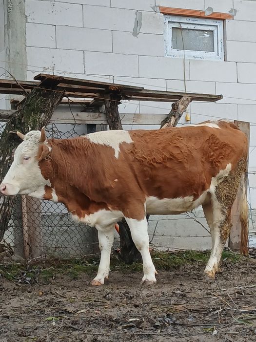 Vaci de vânzare a fata