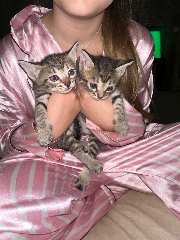 Отдам котят в добрые руки !