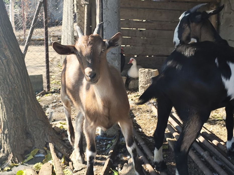 Căprițe tinere, Ieduțe