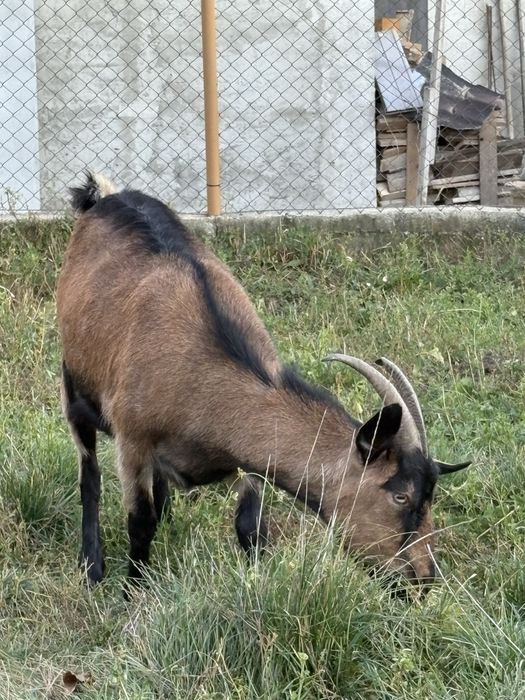Vand 2 capre si un țap alpin francez