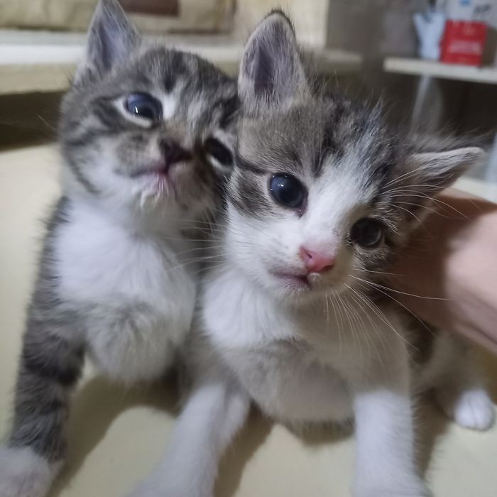 Породистые котята один месяц