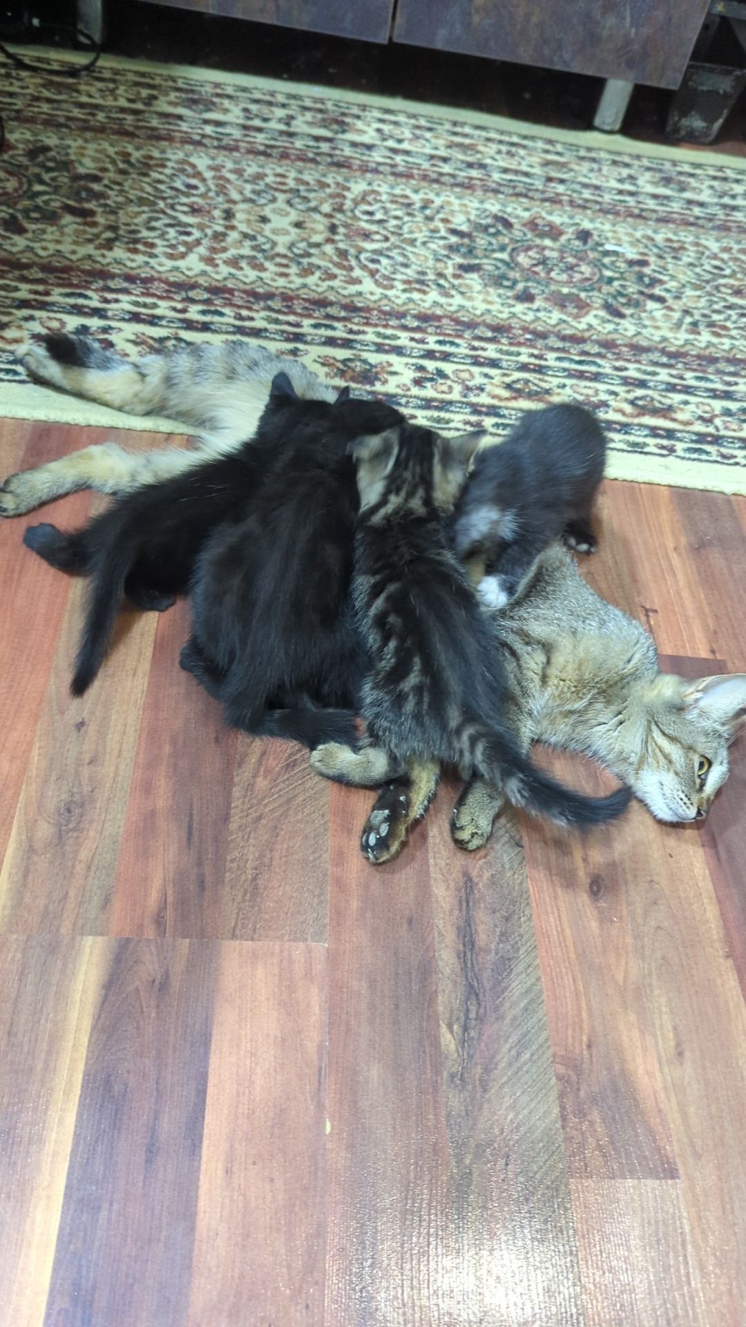 Котята кошки отдам бесплатно