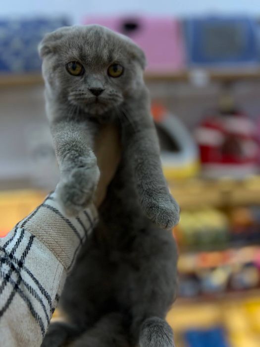 Мушук (шиншилла.фолд.страит)