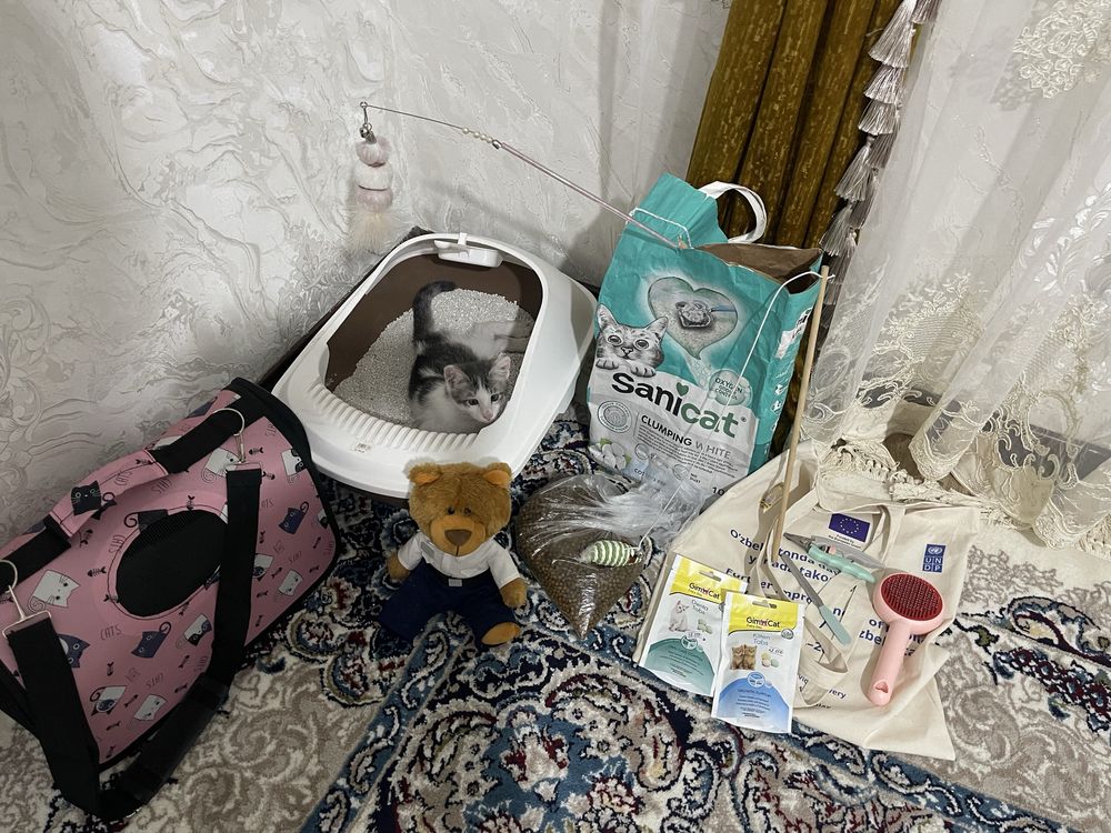 Котёнок продам мушукча сотилади