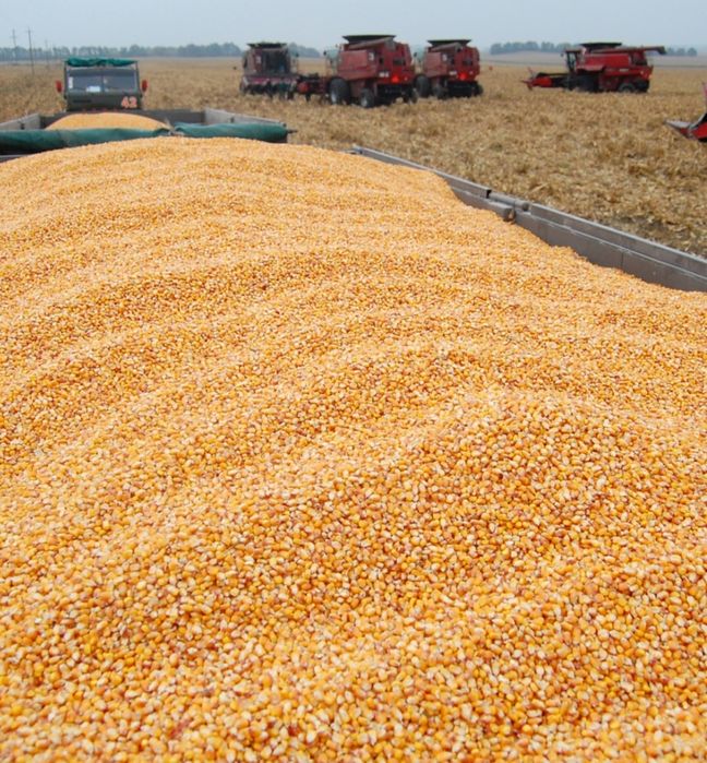 Vând porumb Soi Pioner