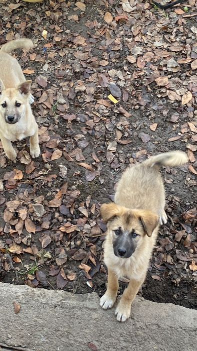 Веселые щенки срочно