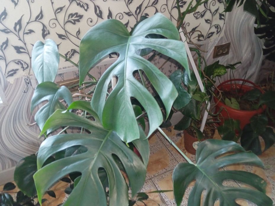 Продаются домашние и офисные цветы