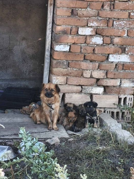 Подарявам Кученца