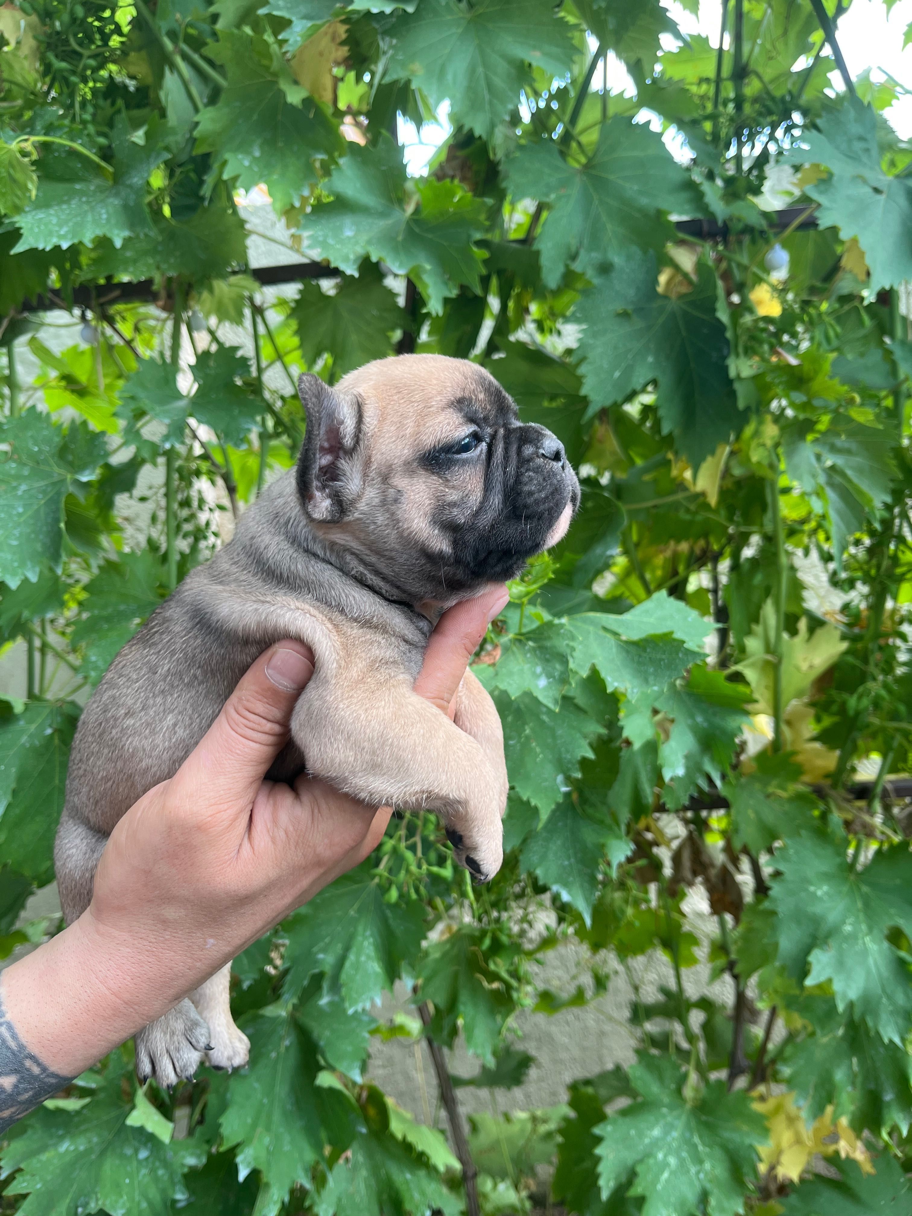 Bulldog francez de vânzare