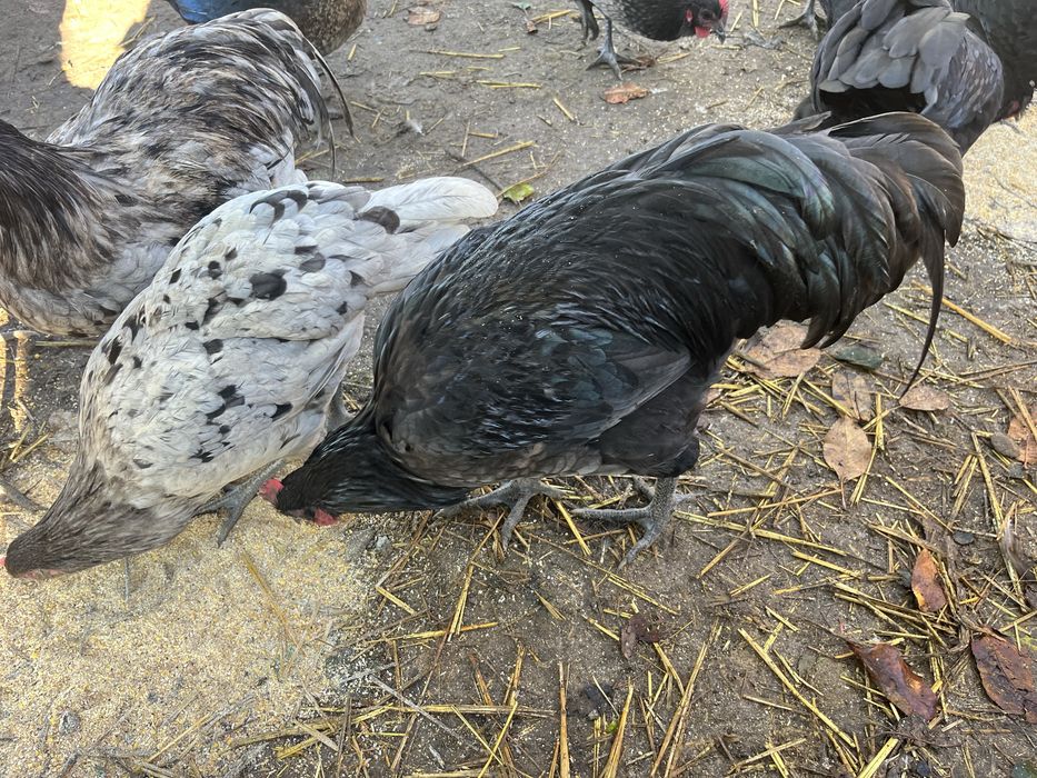 Cocoşi australorp