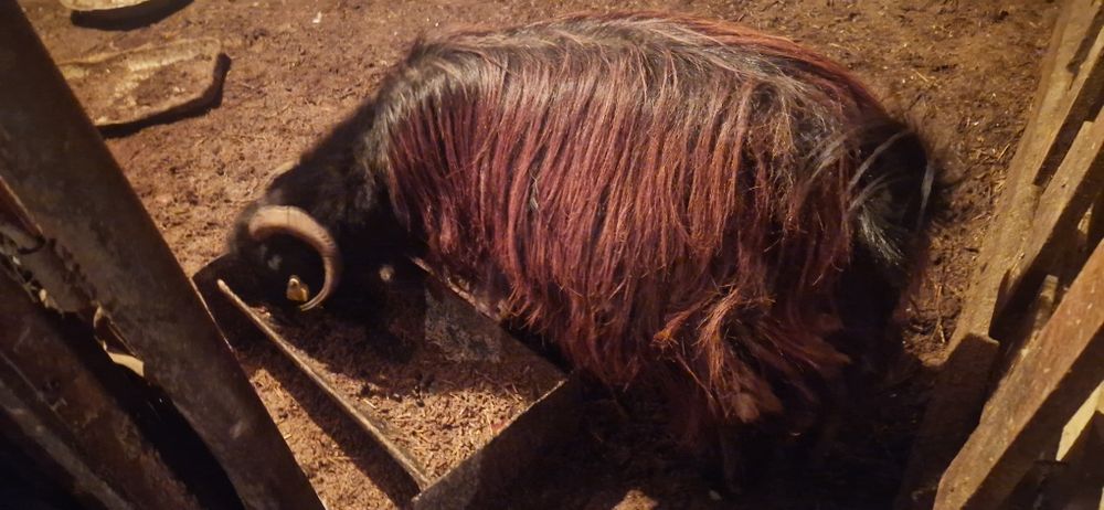 Продам коз козлов