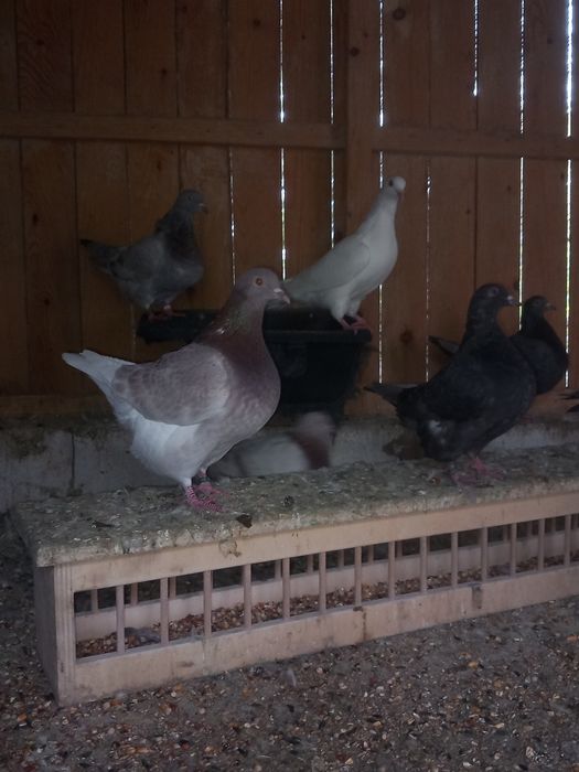 Porumbei de carne Mondaini Texani Huble