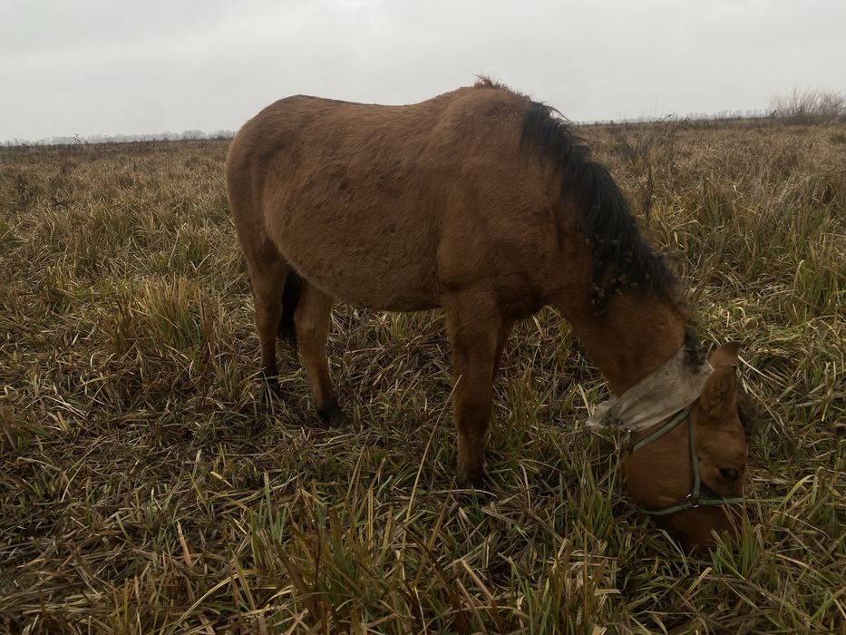 Еркек 1,5 жас тай жеребчик полукровка Мугалжар