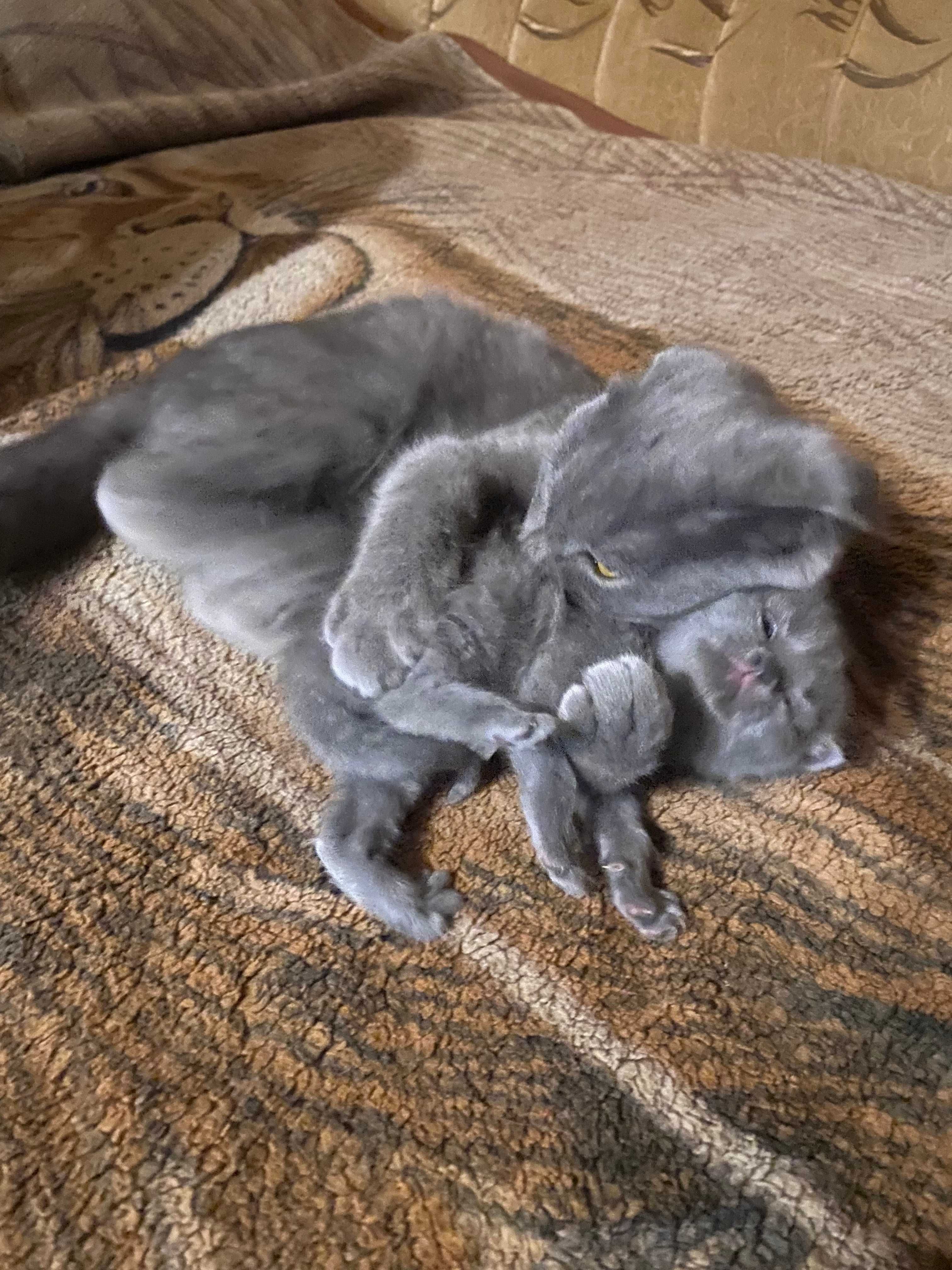 Продам котёнка,вислоухий,мальчик,8мес,шотландец, Так же, котят 3 мес.