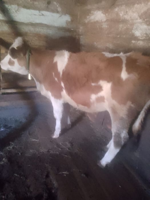 Vand junica blatata românească