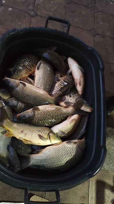 Живая рыба! Тірі балық! Балшықтың иісі жоқ өте тәтті балық Сазан