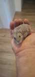 Donez 2  hamsteri