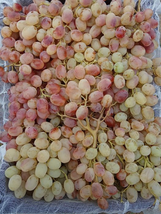 UZUM TOYFI xaladelikda