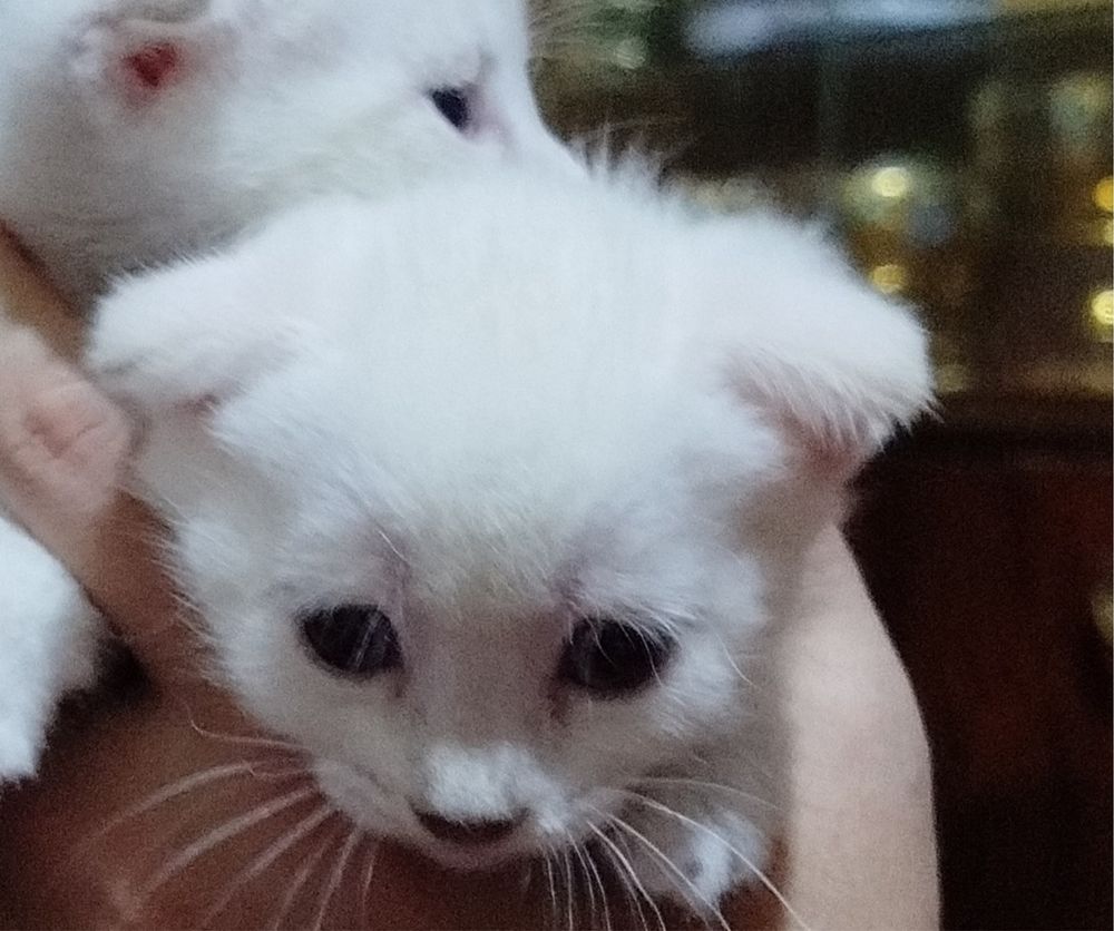 Продается котенок