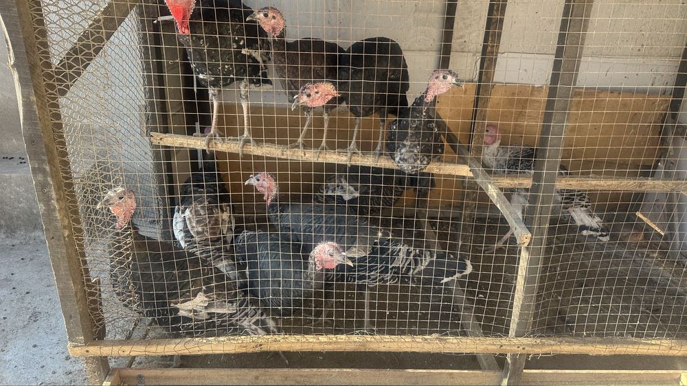 Indyuk makiyonlari sotiladi