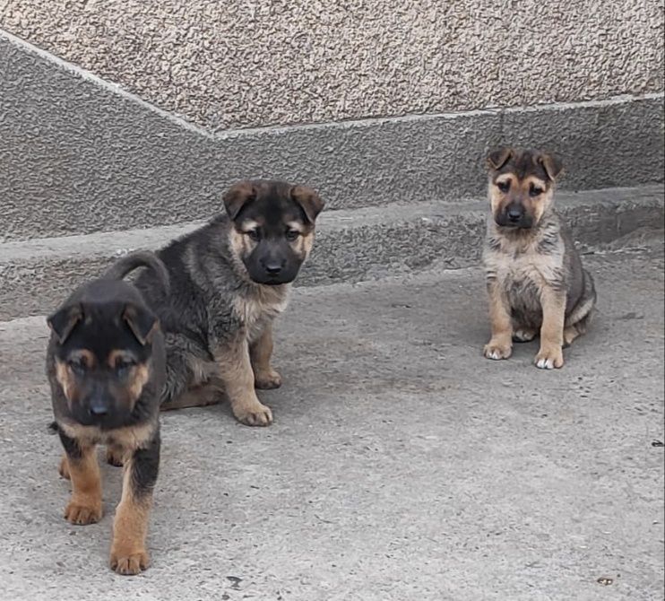 Щенки 2 месяца немец,шарпей смесь